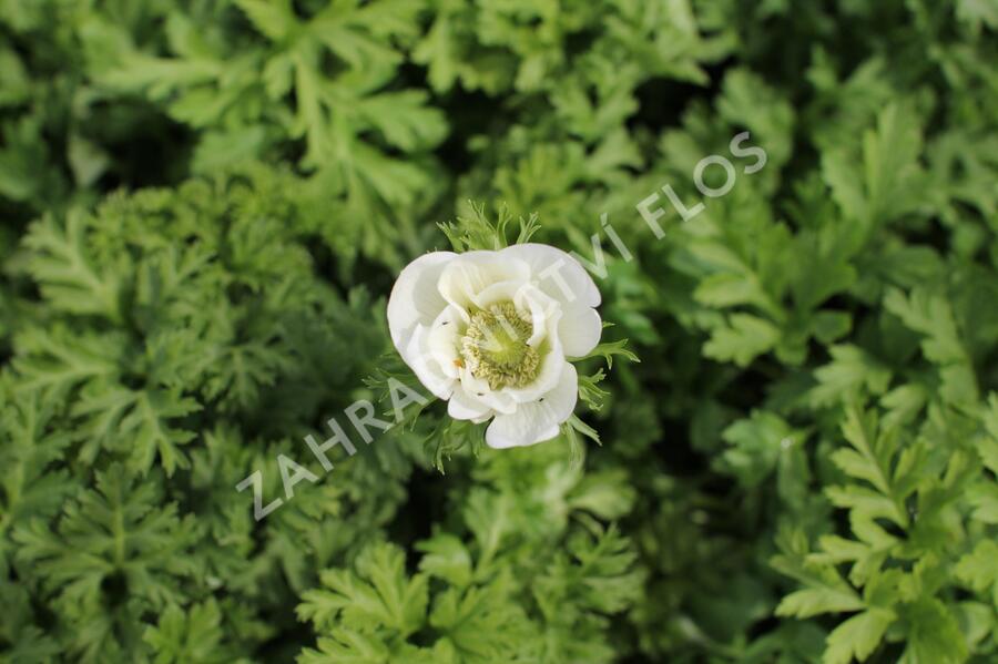 Sasanka věncová Anemone 'Bride' - Anemone coronaria 'Bride'