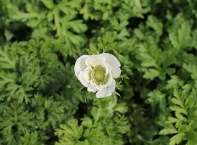 Sasanka věncová 'Bride' - Anemone coronaria 'Bride'
