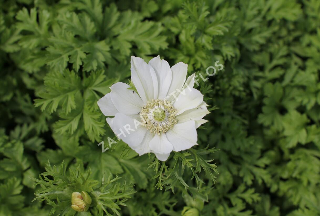 Sasanka věncová 'Bride' - Anemone coronaria 'Bride'