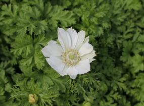 Sasanka věncová 'Bride' - Anemone coronaria 'Bride'
