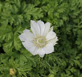 Sasanka věncová Anemone 'Bride' - Anemone coronaria 'Bride'