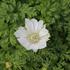 Anemone coronaria 'Bride'.JPG