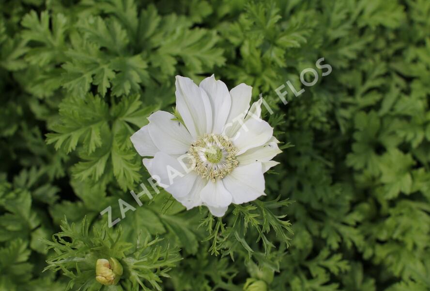Sasanka věncová 'Bride' - Anemone coronaria 'Bride'