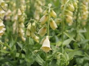 Náprstník velkokvětý - Digitalis ambigua (grandiflora)