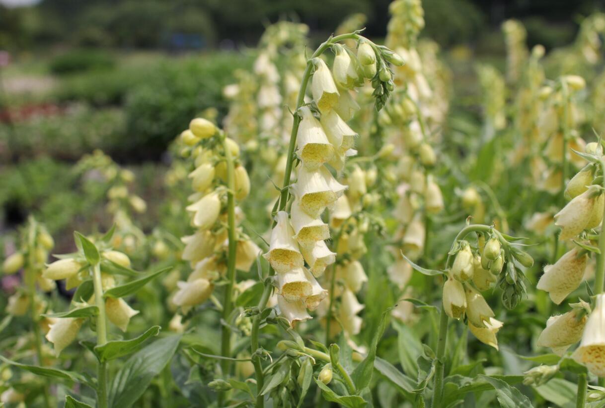Náprstník velkokvětý - Digitalis ambigua (grandiflora)