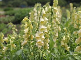 Náprstník velkokvětý - Digitalis ambigua (grandiflora)