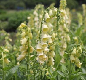 Náprstník velkokvětý - Digitalis ambigua (grandiflora)