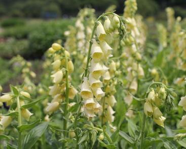 Náprstník velkokvětý