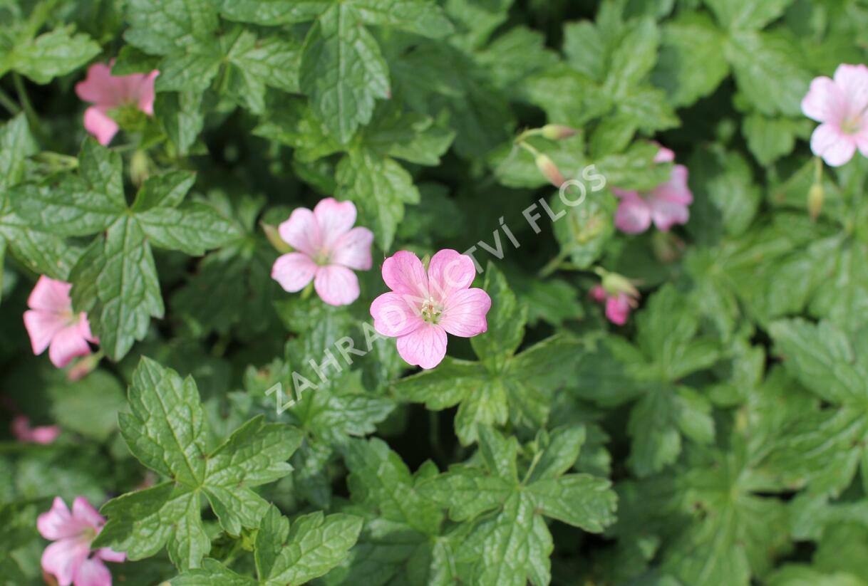 Kakost Endressův 'Wargrave Pink' - Geranium endressii 'Wargrave Pink'