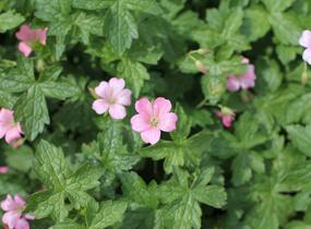Kakost Endressův 'Wargrave Pink' - Geranium endressii 'Wargrave Pink'