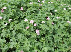 Kakost Endressův 'Wargrave Pink' - Geranium endressii 'Wargrave Pink'