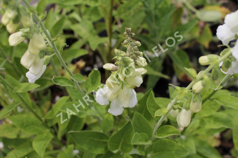 Náprstník červený - Digitalis purpurea f. albiflora