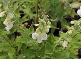 Náprstník červený - Digitalis purpurea f. albiflora