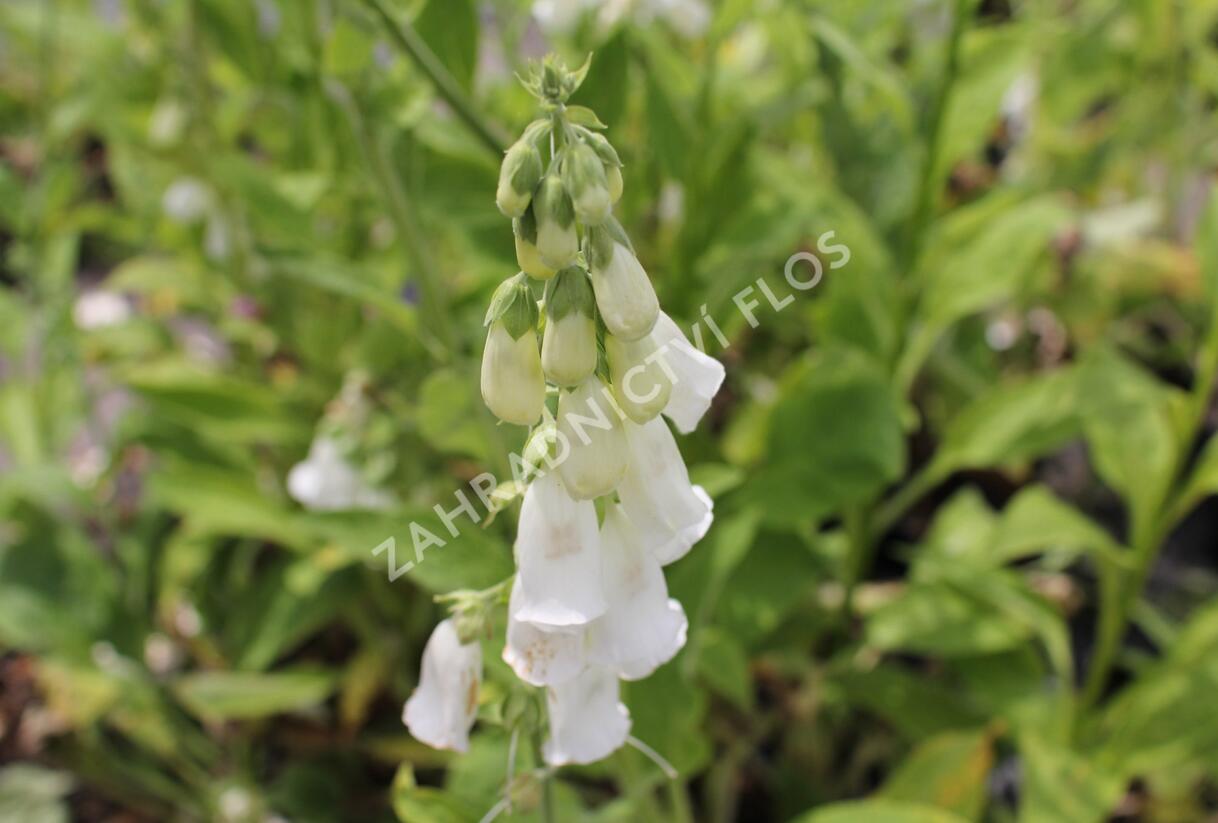 Náprstník červený - Digitalis purpurea f. albiflora