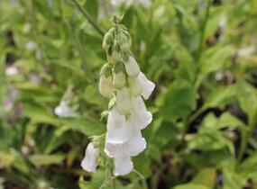 Náprstník červený - Digitalis purpurea f. albiflora