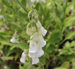 Náprstník červený - Digitalis purpurea f. albiflora