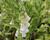 Náprstník červený