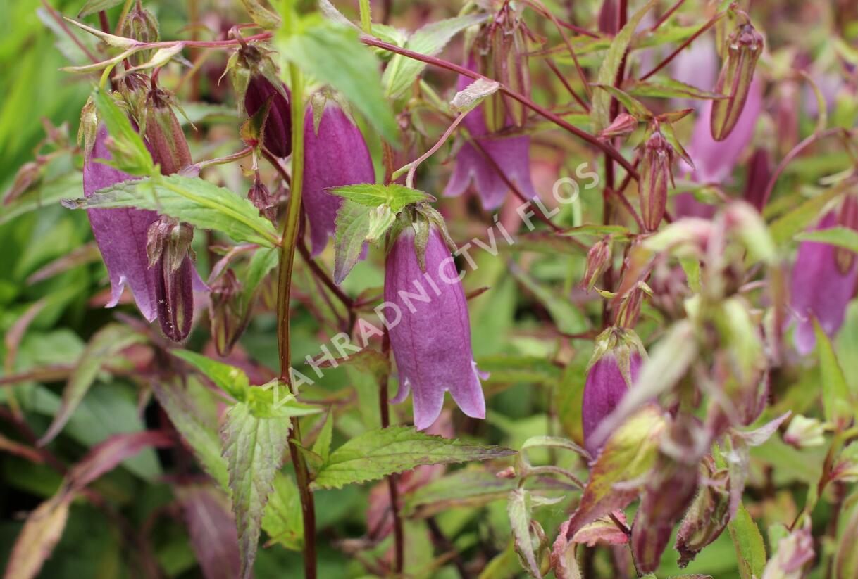 Zvonek tečkovaný 'Rubriflora' - Campanula punctata 'Rubriflora'