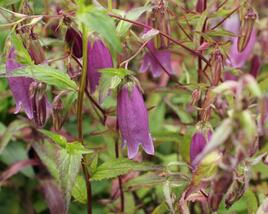 Zvonek tečkovaný 'Rubriflora'