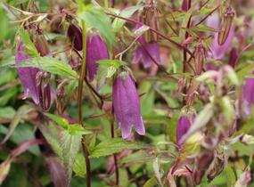 Zvonek tečkovaný 'Rubriflora' - Campanula punctata 'Rubriflora'