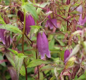 Zvonek tečkovaný 'Rubriflora' - Campanula punctata 'Rubriflora'