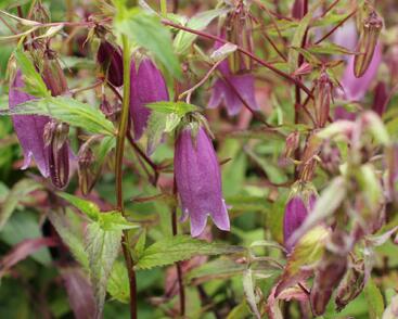 Zvonek tečkovaný 'Rubriflora'