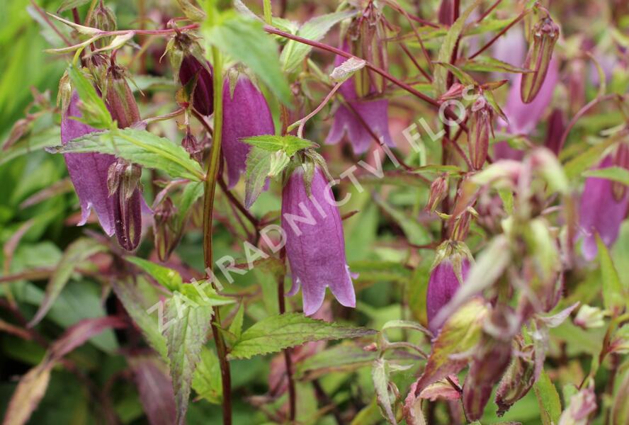 Zvonek tečkovaný 'Rubriflora' - Campanula punctata 'Rubriflora'