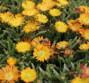 Kosmatec 'Suntropics Copper' - Delosperma cultivars 'Suntropics Copper'