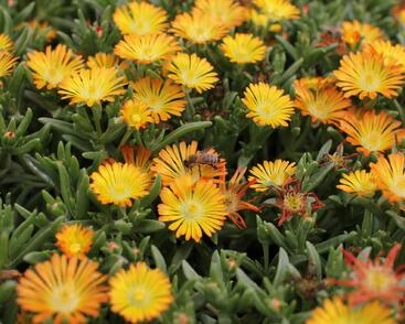 Kosmatec 'Suntropics Copper'