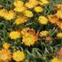 Delosperma cultivars 'Suntropics Copper'_02.JPG