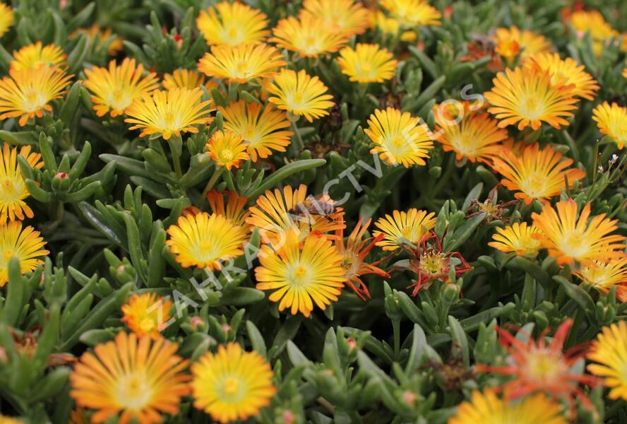 Kosmatec 'Suntropics Copper' - Delosperma cultivars 'Suntropics Copper'