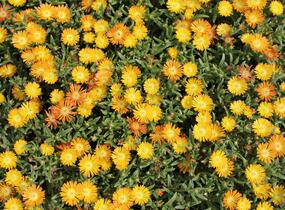 Kosmatec 'Suntropics Copper' - Delosperma cultivars 'Suntropics Copper'