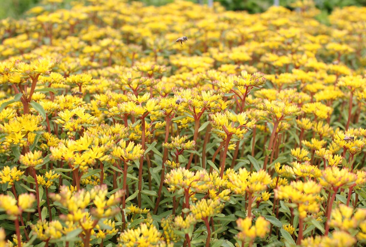 Rozchodník výběžkatý - Sedum stoloniferum