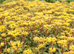 Rozchodník výběžkatý - Sedum stoloniferum