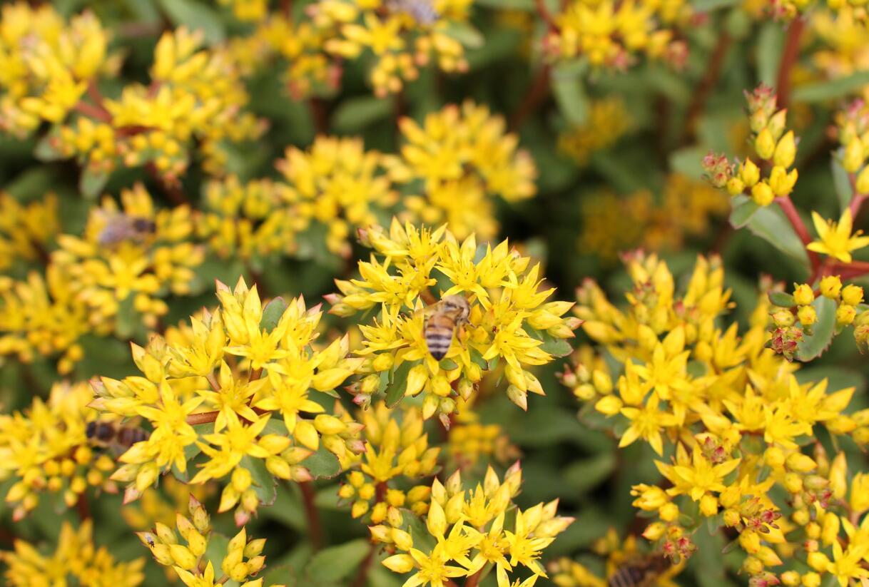 Rozchodník výběžkatý - Sedum stoloniferum
