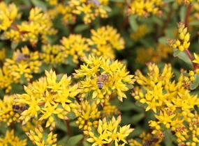 Rozchodník výběžkatý - Sedum stoloniferum