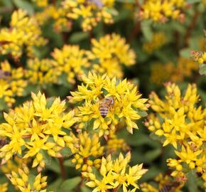 Rozchodník výběžkatý - Sedum stoloniferum