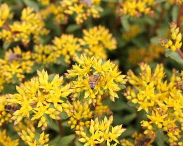 Rozchodník výběžkatý