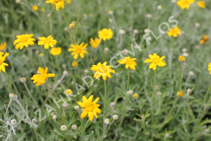 Eriophylum vlnatý - Eriophyllum lanatum
