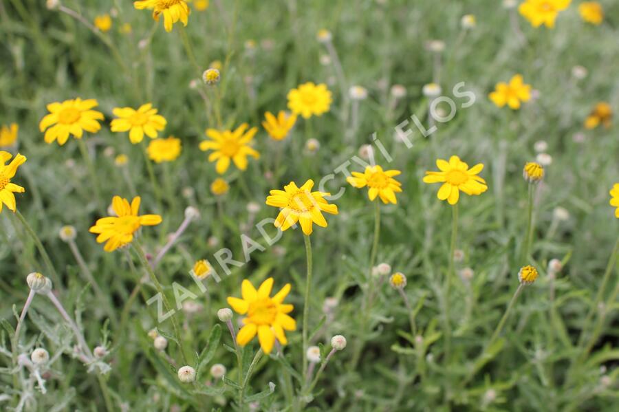 Eriophylum vlnatý - Eriophyllum lanatum