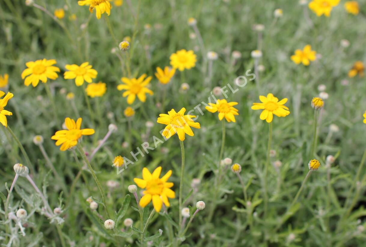 Eriophylum vlnatý - Eriophyllum lanatum