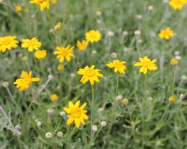 Eriophylum vlnatý