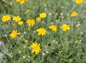 Eriophylum vlnatý - Eriophyllum lanatum