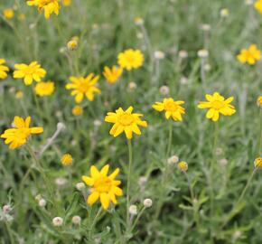 Eriophylum vlnatý - Eriophyllum lanatum