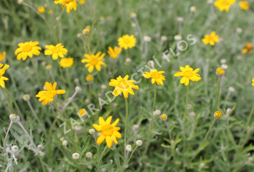 Eriophylum vlnatý - Eriophyllum lanatum