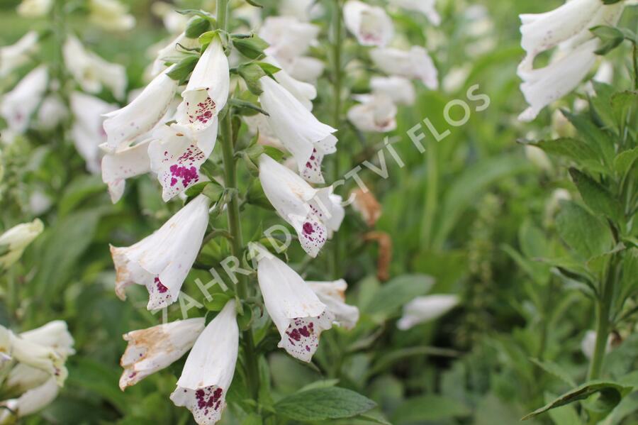 Náprstník červený 'Pollux White' - Digitalis purpurea 'Pollux White'