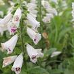 Náprstník červený 'Pollux White' - Digitalis purpurea 'Pollux White'