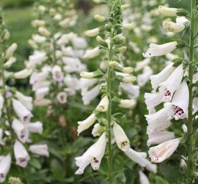 Náprstník červený 'Pollux White' - Digitalis purpurea 'Pollux White'