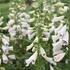 Digitalis purpurea 'Pollux White'.JPG