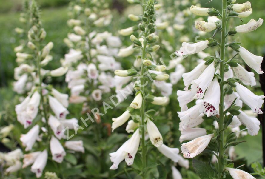 Náprstník červený 'Pollux White' - Digitalis purpurea 'Pollux White'